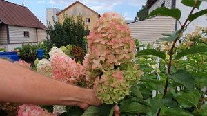 Фрейз Мелба. Сорт метельчатой гортензии, который не разочарует