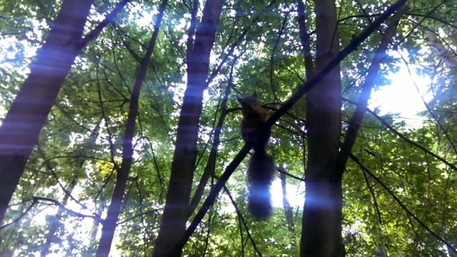 Елагин остров ,СПб, как же хороша ,природа смотреть онлайн