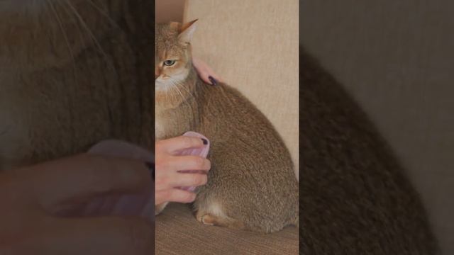 Ультрасиликоновая щётка Japan Premium Pet для удаления шерсти, розовая. 61136 смотреть онлайн