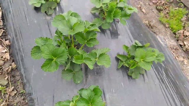 #30 первая подкормка клубники в открытом грунте. Чистка меду буграми. смотреть онлайн