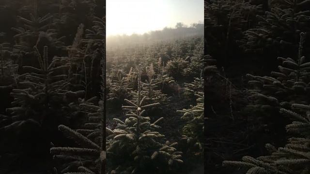 Abies nordmanniana