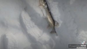 2023-03-05-184547074.mp4