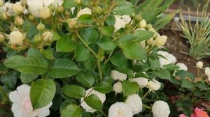 Роза Артемис в Подмосковье