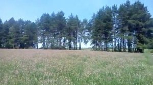 Эспарцет в самом разгаре цветения