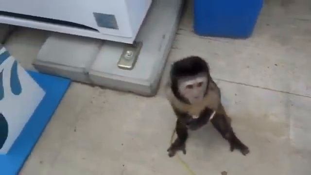 Умная обезьяна покупает себе напиток / Clever Monkey