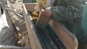Очистка кукурузы!