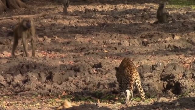 Павианы-наглые и агрессивные разбойники Африки. Бабуины в деле. смотреть онлайн