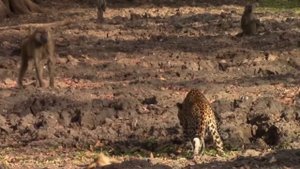 Павианы-наглые и агрессивные разбойники Африки. Бабуины в деле.