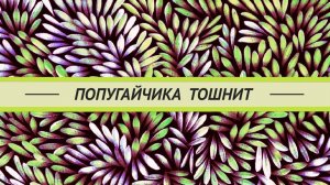 Волнистого попугая тошнит.  Отравление? Что делать?  Нужно ли давать энтеросгель попугайчику?