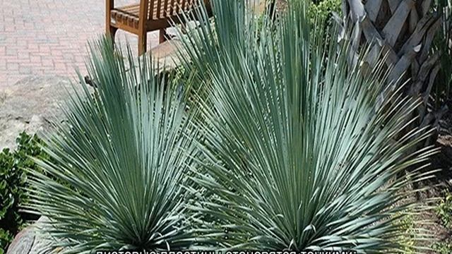 Цветок юкка — уход в домашних условиях смотреть онлайн