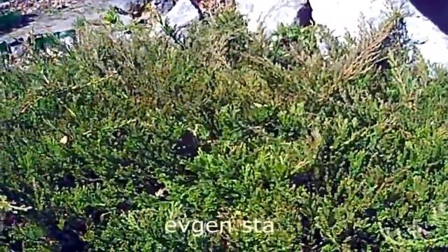 Ранний редис. Капуста. Свой Байкал смотреть онлайн