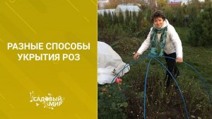 Разные способы укрытия роз