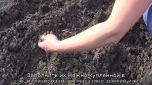 Лук Семейный — посадка и уход