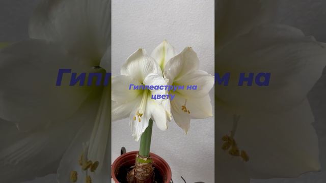 Гиппеаструм - цветок, у которого можно легко регулировать цветение смотреть онлайн