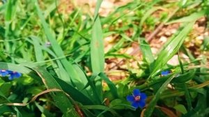 anagallis arvensis blue flowers in Palestine زهرة عين القط أو الجمل الزرقاء فلسطين