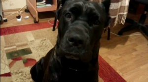 кане корсо поет (cane corso sing)