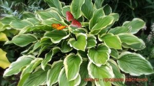 Хоста гибридная Со Свит (hosta so sweet) ? хоста Со Свит обзор: как сажать рассада хосты Со Свит