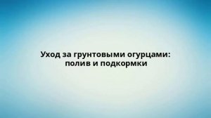 Уход за грунтовыми огурцами: полив и подкормки