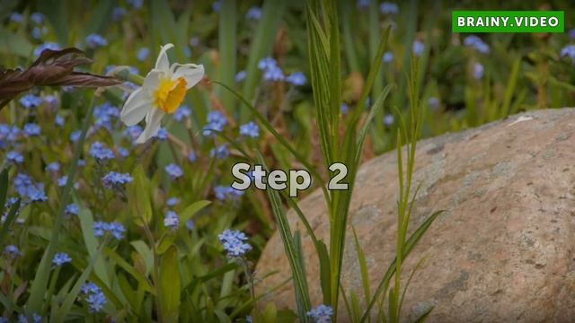 How to Grow Pachysandra смотреть онлайн