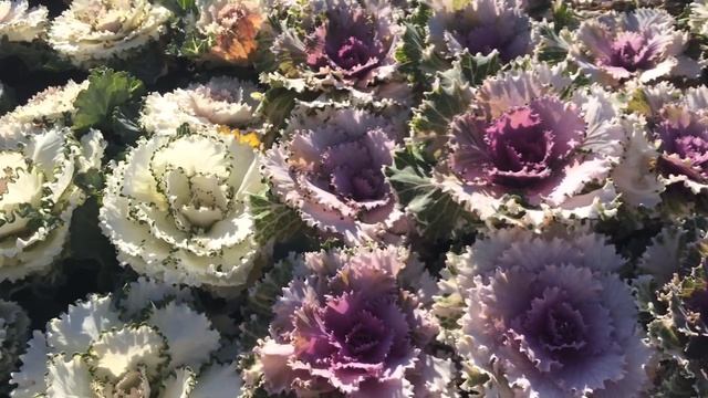 Видео не для всех ))) А для любителей Саженцев и Цветов Garden center / Наш Сан Диего смотреть онлайн