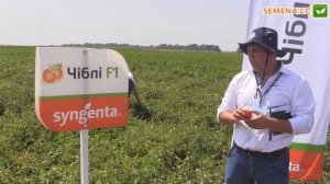 Чибли F1 Томат Syngenta День поля 10 08 2016
