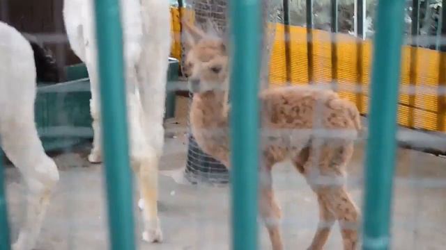 ЗООПАРК. СОЧИ. с. Октябрьский. смотреть онлайн