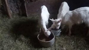 КАК ПРОХОДИТ УТРО В ДЕРЕВНЕ . Мое подворье. Как ухаживаю за домашними животными. Мама Гуля