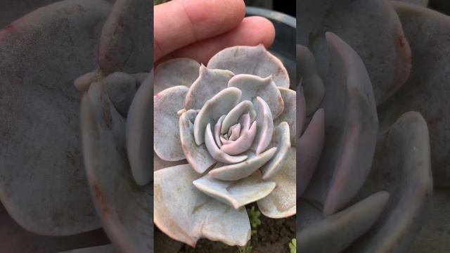 Echeveria Fantasma ya la conocías? Te tengo importante información смотреть онлайн