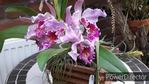 Орхидея Каттлея. Cattleya Vestalis  
Превзошла мои ожидания -  она нереальная!