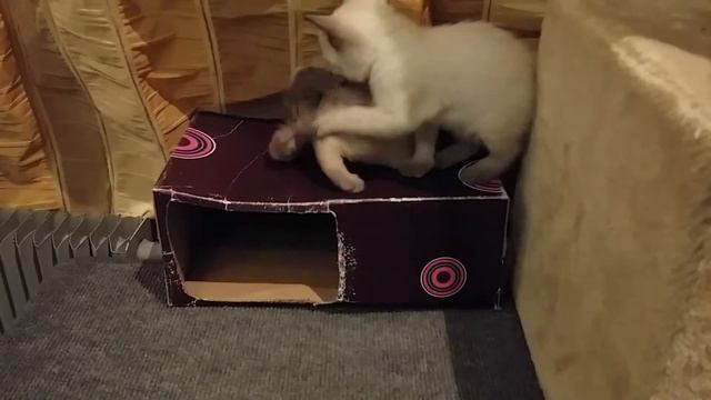 Меконгский бобтейл котята от 27.02.17 смотреть онлайн