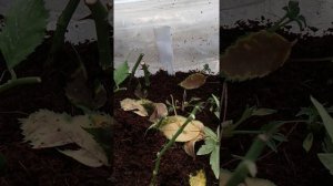 продолжение черенкования роз в кокосовом субстрате