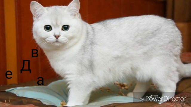 Какой ты кот по Знаку зодиакА 😘 смотреть онлайн