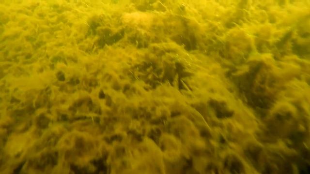 Тест прозрачности воды в Финском заливе смотреть онлайн