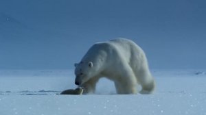 Белый медведь, он же полярный или северный медведь | Энциклопедия для детей и взрослых Мир животных