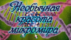 Красочный и удивительный микромир. Необычные и редкие кадры. Видео под микроскопом.