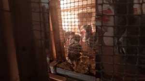 Кормление цыплят от 0 до 2 месяцев( рацион)