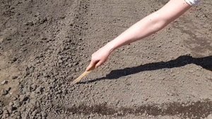 Зачем я замачиваю лук в маргонцовке?