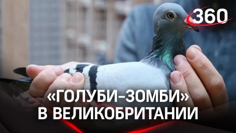 «Голуби-зомби» попали в кадр: что за болезнь уничтожает птиц в Великобритании