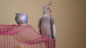 волнистик и корелла