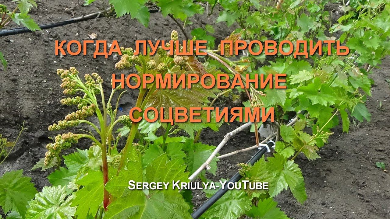 Когда лучше проводить нормирование винограда соцветиями? Съемка С. Криули. смотреть онлайн