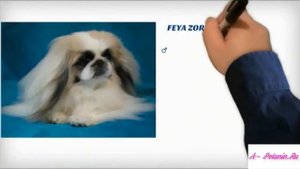 The Pekingese kennel - Питомник пекинесов " Белое Солнце "