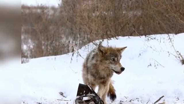 Леонид Телешев - Исповедь волка ( cover Савелий Долгобродский )