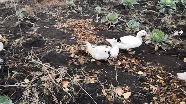 Пекинская утка не ест капусту??? смотреть онлайн