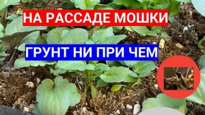 ПОЯВИЛИСЬ МОШКИ НА РАССАДЕ - ИЩЕМ ПРИЧИНЫ! КАК ИЗБАВИТЬСЯ ОТ КОМНАТНЫХ МОШЕК  НАВСЕГДА