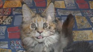 Питомник мейн кунов PARENT PRIDE!