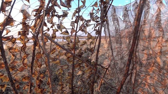 Закрытие сезона охоты на селезня с подсадной уткой.2022. Хмао. смотреть онлайн