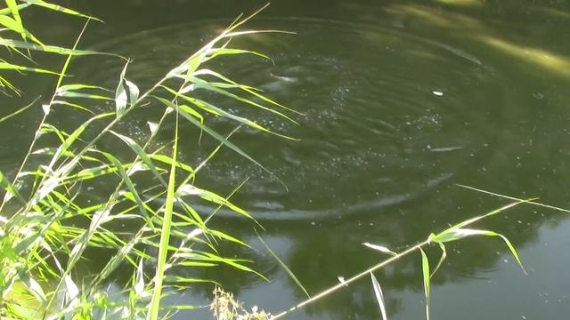 Кастинговая сеть заброс одной рукой двойное кольцо смотреть онлайн