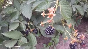 Ежевика Гай в Нижегородской области.Потрясающе вкусная и крупная ягода.