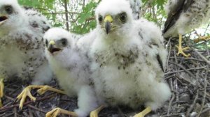 Голос птенцов ястреба-перепелятника ( Accipiter nisus )