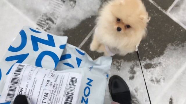 Мини-влог. Прогулка, вкусняшки. Померанский шпиц. смотреть онлайн